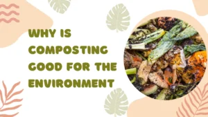 Read more about the article Why is Composting Good for the Environment