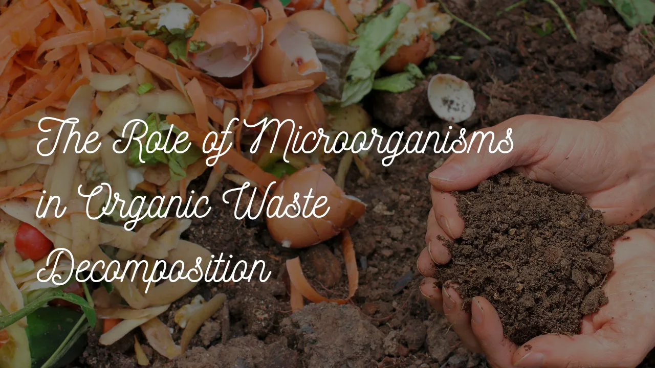 Read more about the article The Role of Microorganisms in Organic Waste Decomposition
