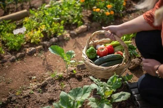 Grow Your Own Herbs and Small Vegetables